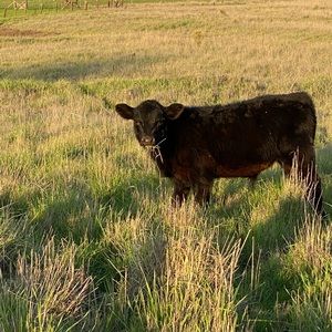 Meet your Posher, Riley